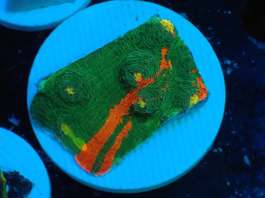 Deep Sea Echinophyllia Ｂleeding apple04