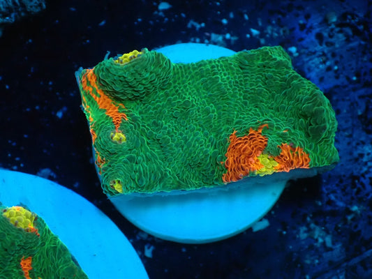 Deep Sea Echinophyllia Ｂleeding apple07