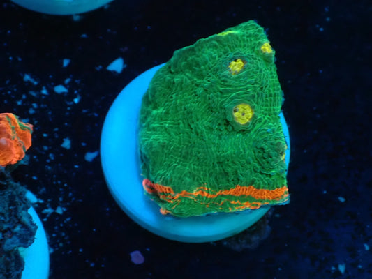 Deep Sea Echinophyllia Ｂleeding apple08