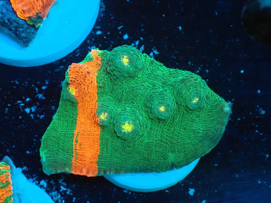 Deep Sea Echinophyllia Ｂleeding apple010