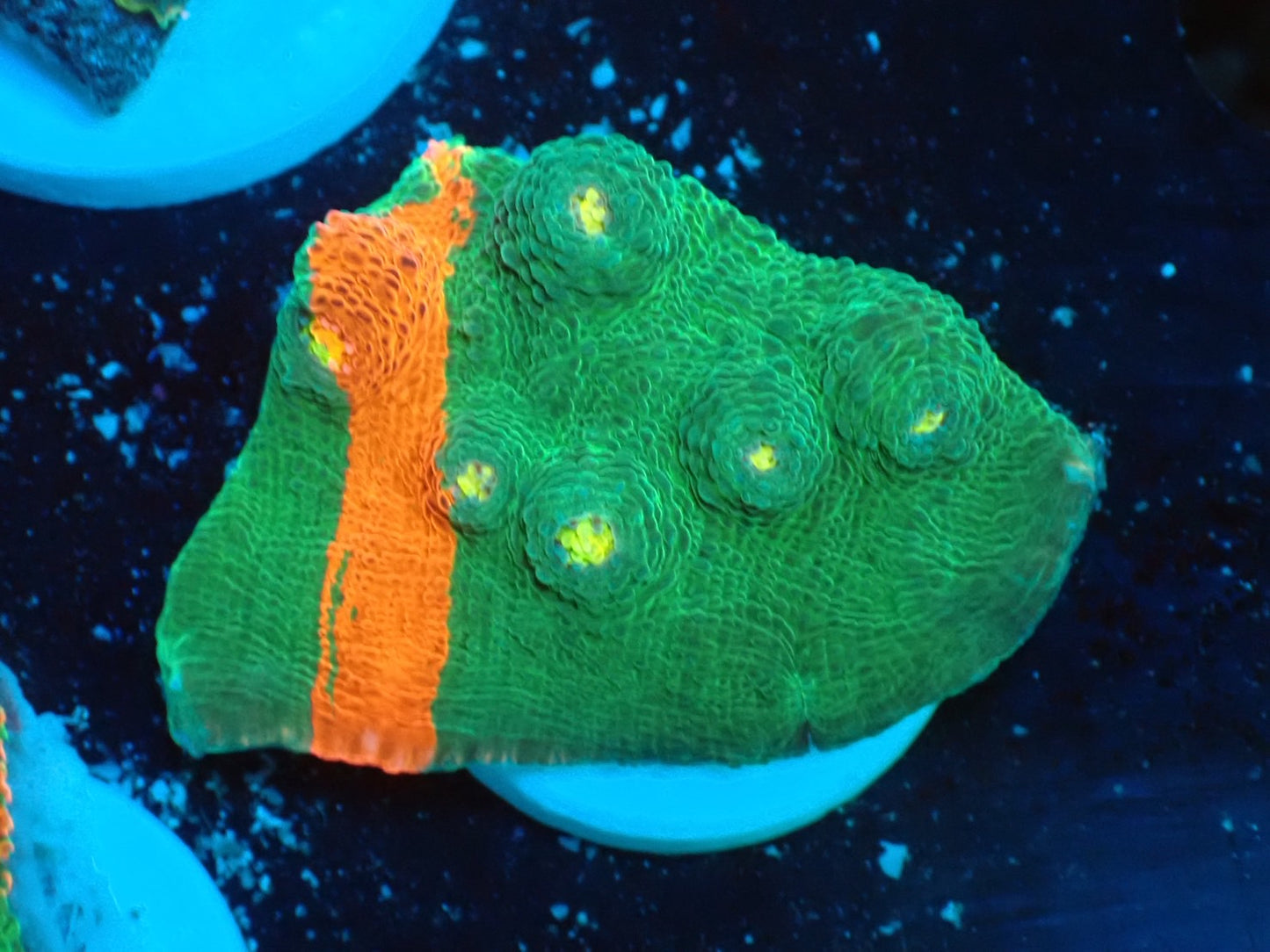 Deep Sea Echinophyllia Ｂleeding apple010