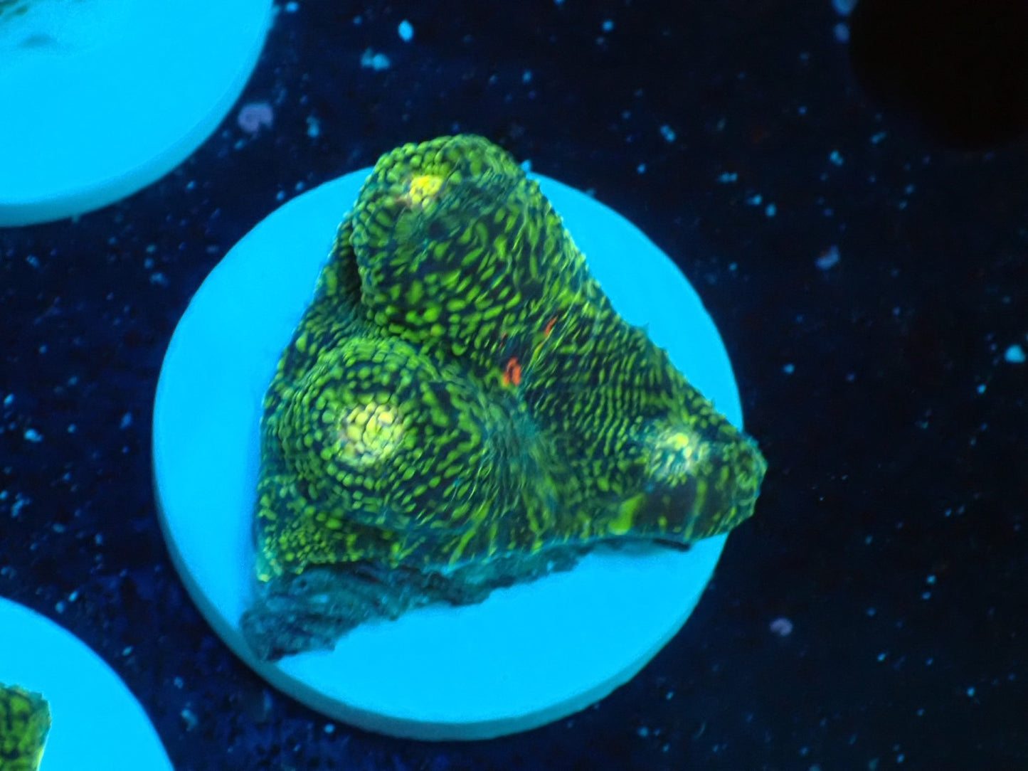 Deep Sea Echinophyllia glitter02