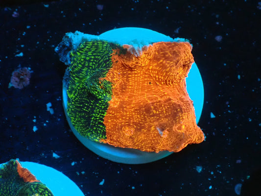 Deep Sea Echinophyllia glitter03
