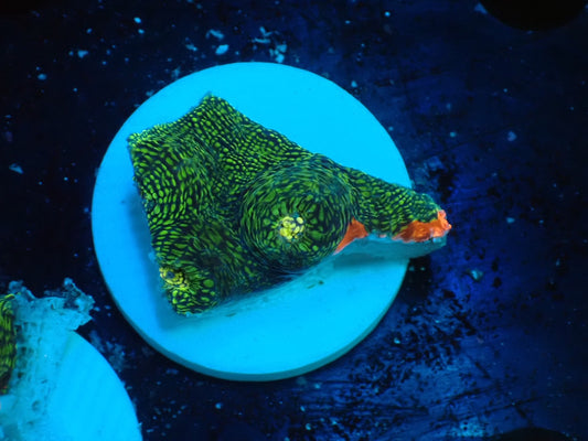 Deep Sea Echinophyllia glitter04