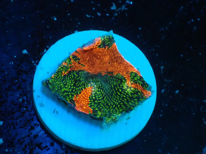 Deep Sea Echinophyllia glitter05