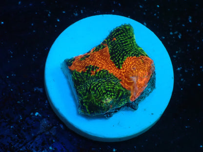 Deep Sea Echinophyllia glitter06