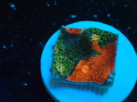 Deep Sea Echinophyllia glitter07