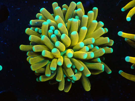 Banana Torch03