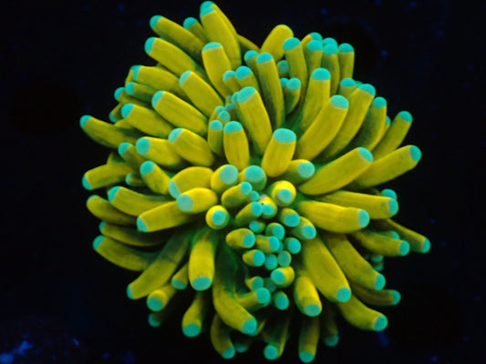 Banana Torch05