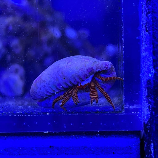 ベニワモンヤドカリ