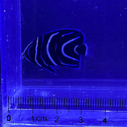 サザナミヤッコ幼魚
