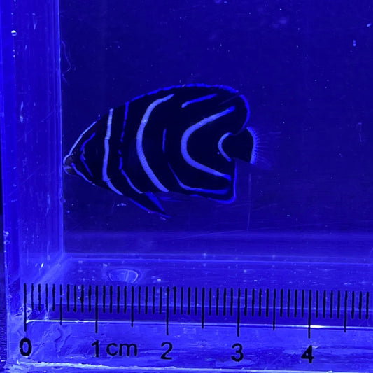 サザナミヤッコ幼魚