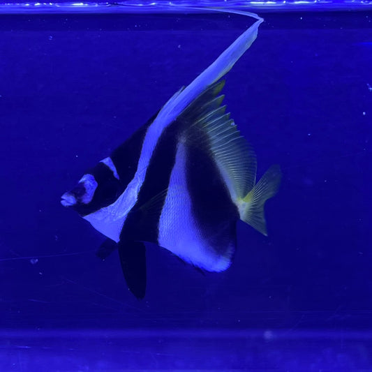 オニハタタテダイ幼魚