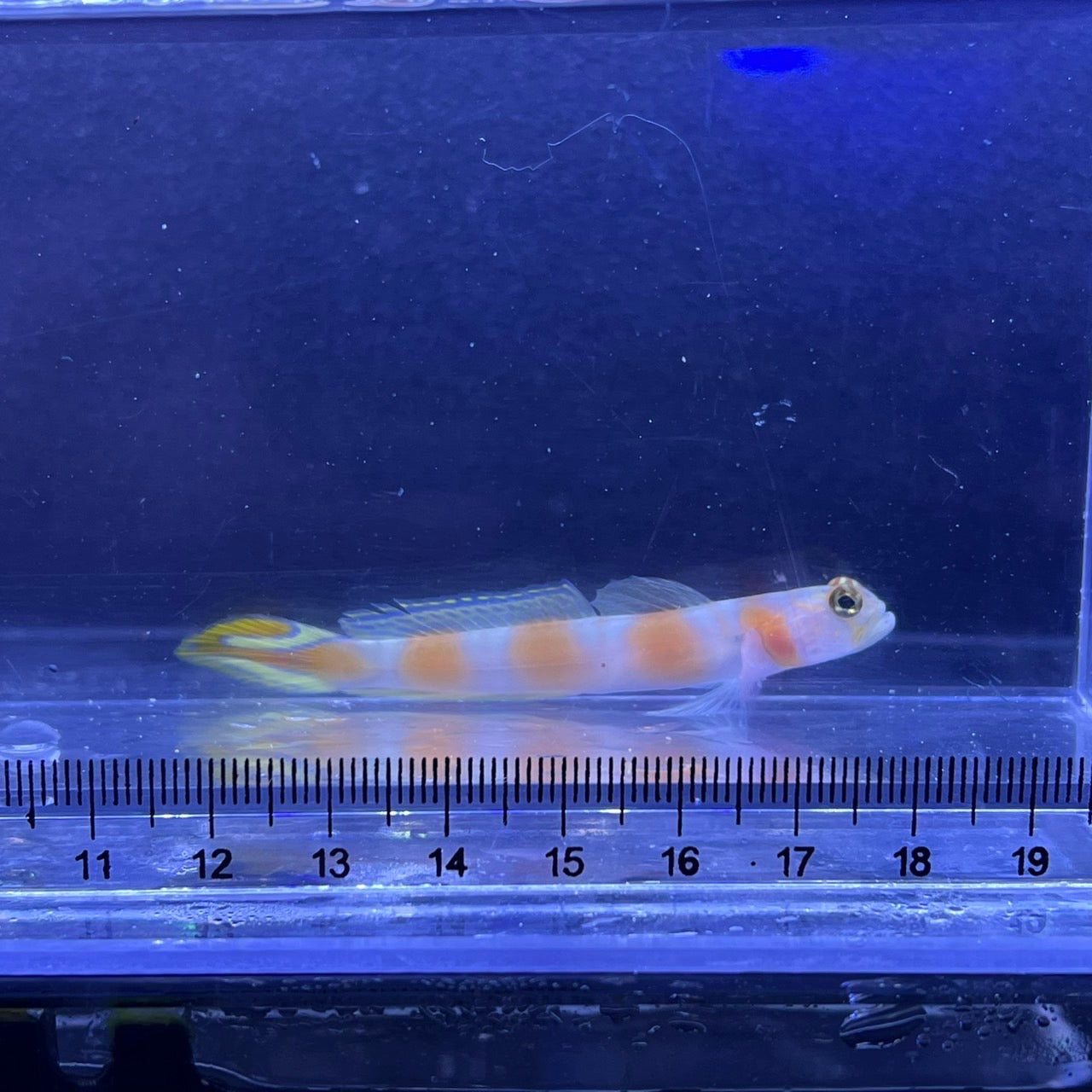 ヤノダテハゼ