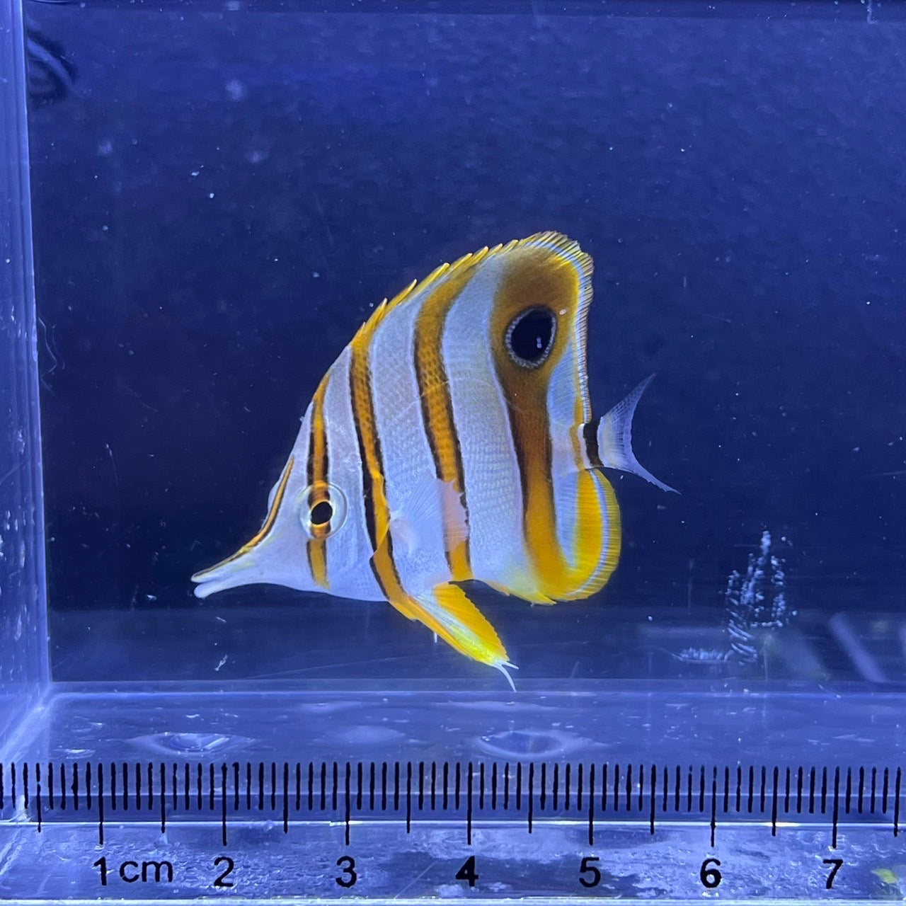 魚組いくら 海水魚 – FISH UP