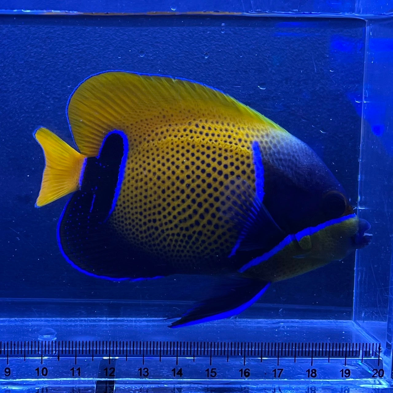 魚組いくら にじますイクラ 320g（80g×4個）【にじます工房】ニジマス 鱒