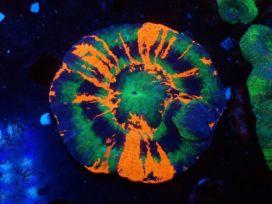 スコリミア(Master)01