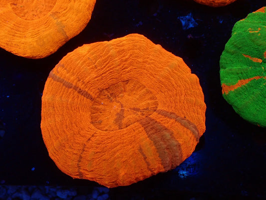 スコリミア(Unique)02