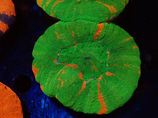 スコリミア(Bleeding apple)01