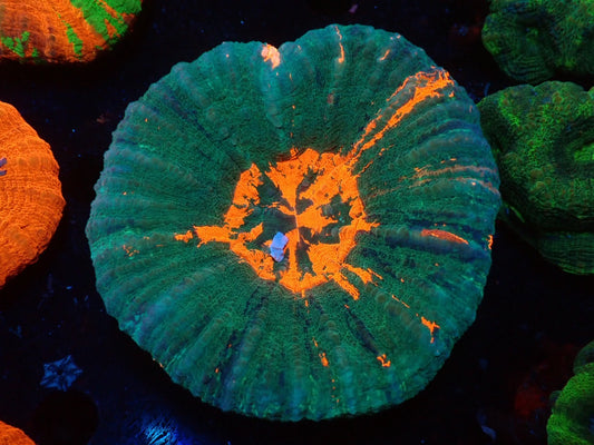 スコリミア(Unique)05