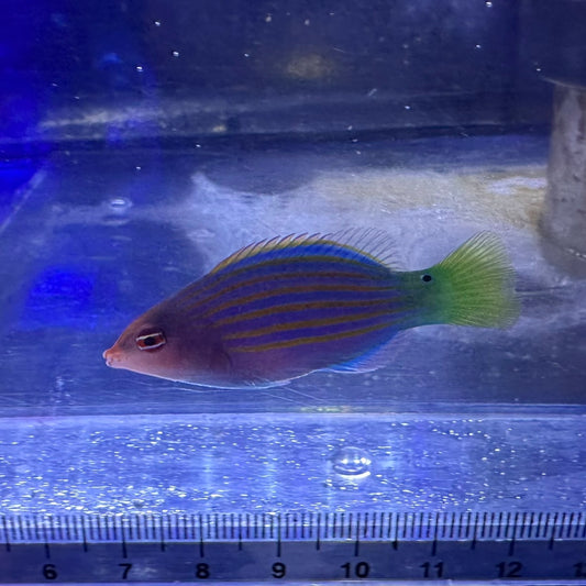 ニセモチノウオ