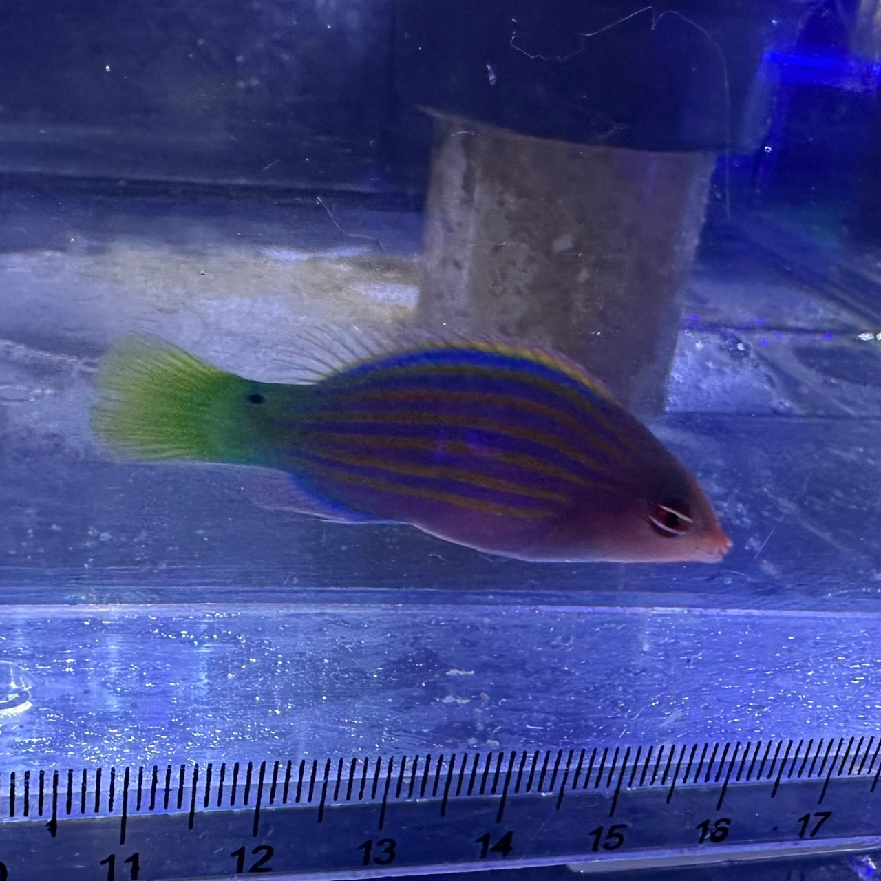 ニセモチノウオ