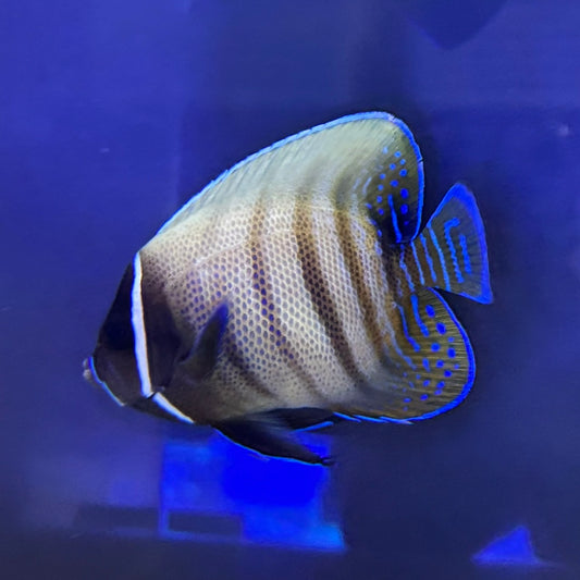 ロクセンヤッコ