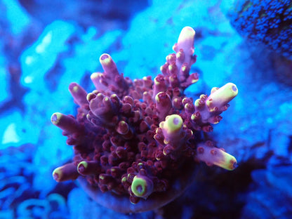 Fox  Frame  フラグ02