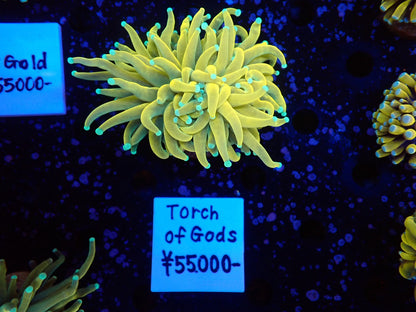 Torch of Gods