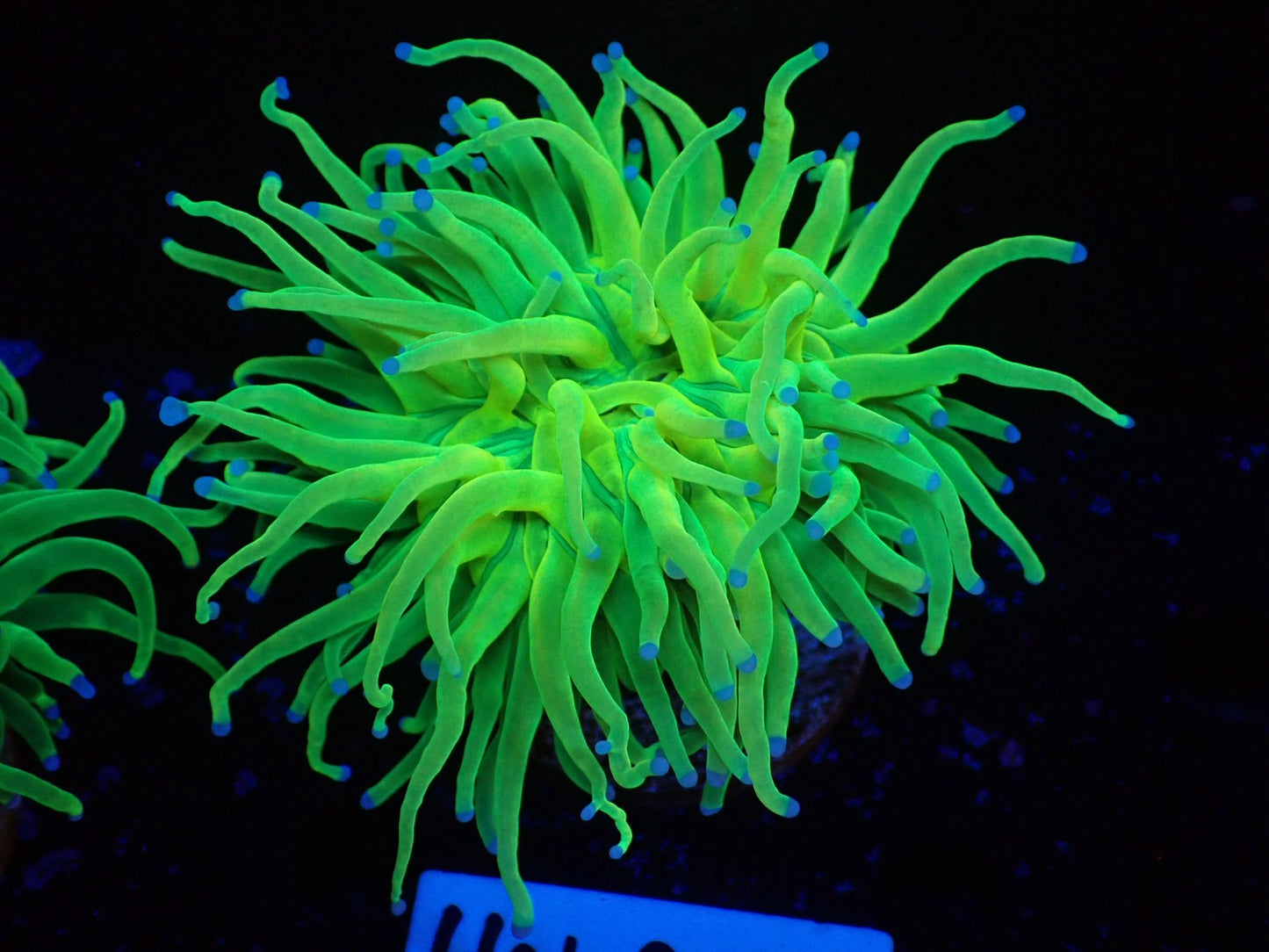 Holy Grail Torch High-end01