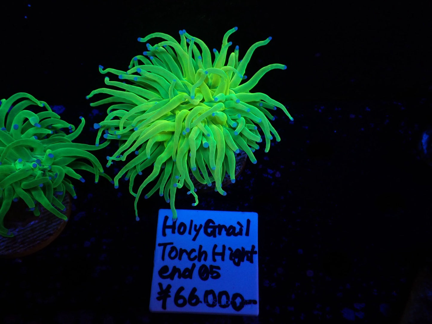 Holy Grail Torch High-end01