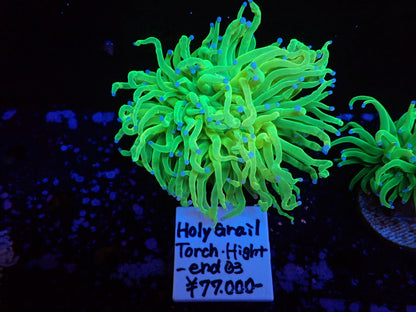 Holy Grail Torch High-end02