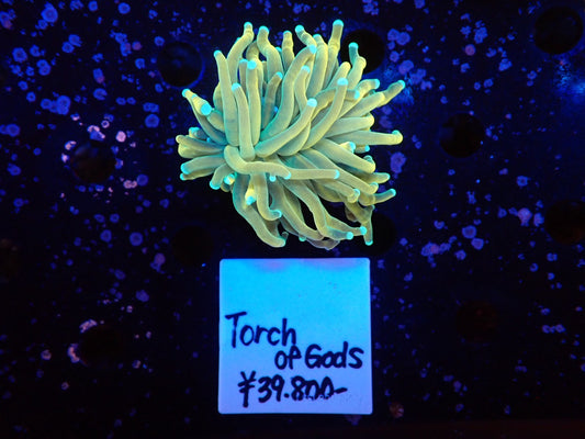 Torch of Gods01