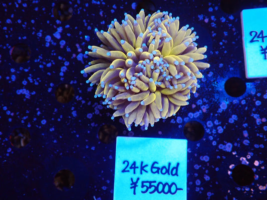 24K Gold Torch01
