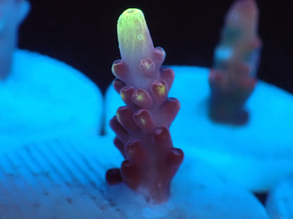 Fox  Frame  フラグ02