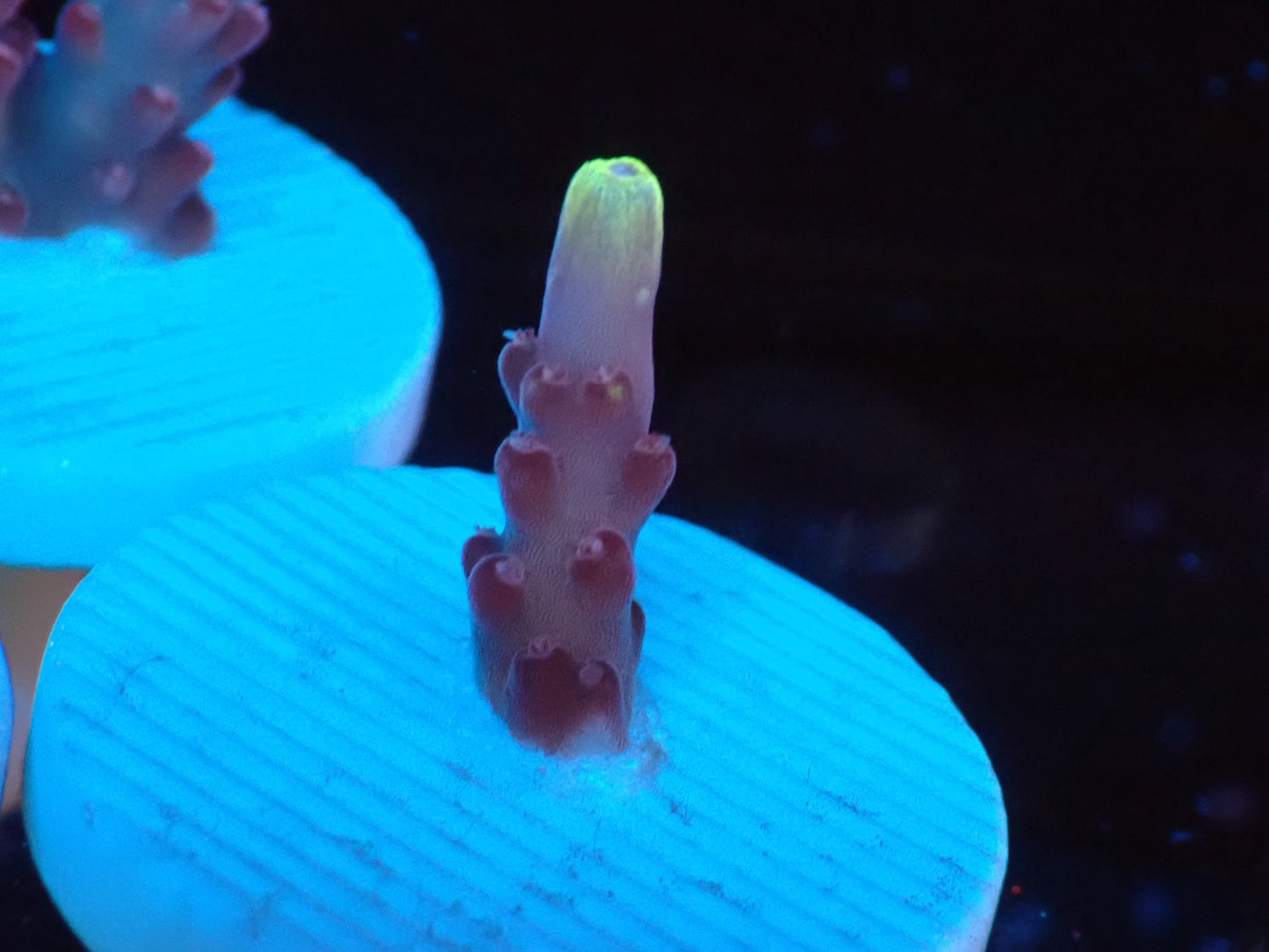 Fox  Frame  フラグ02