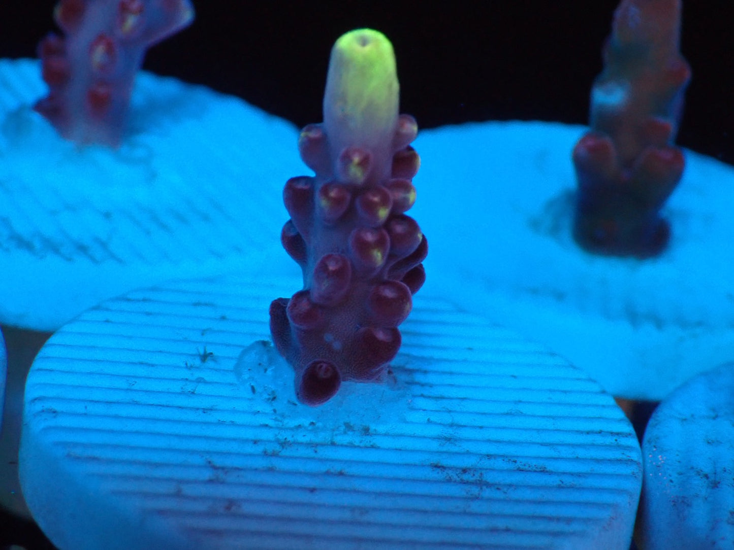 Fox  Frame  フラグ02