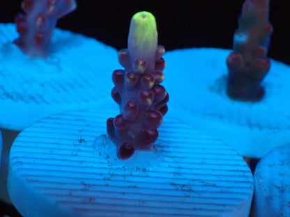 Fox  Frame  フラグ02