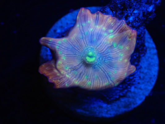 GOLD.P　Mushroom　02