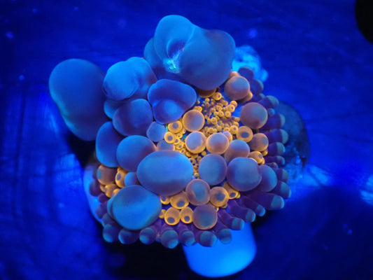 Bubble Bounce Mushroom　