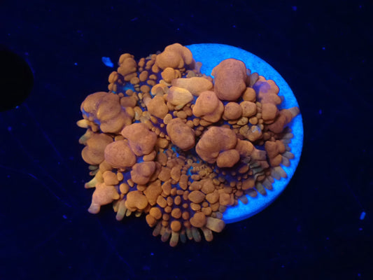 Raunchy Red Bounce Mushroom