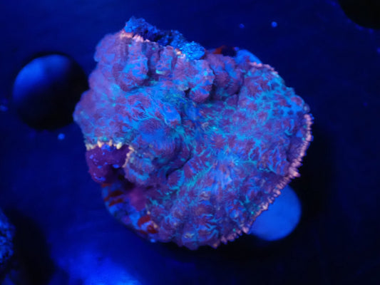 ディスクコーラルSP