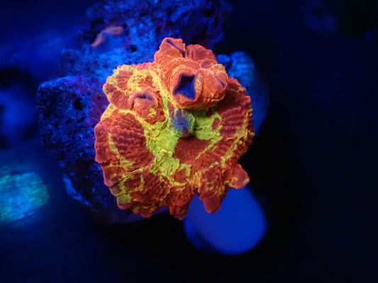 Jawbreaker Mushroom　05