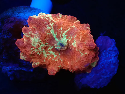 Jawbreaker Mushroom　06