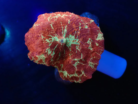 Jawbreaker Mushroom　04