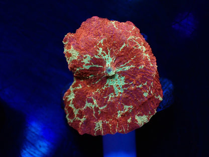 Jawbreaker Mushroom　04
