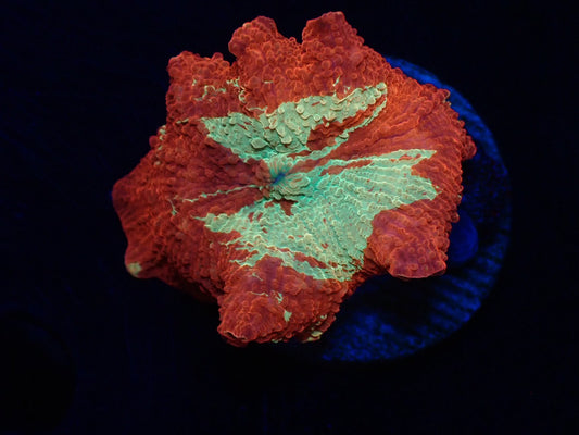 Jawbreaker Mushroom　03