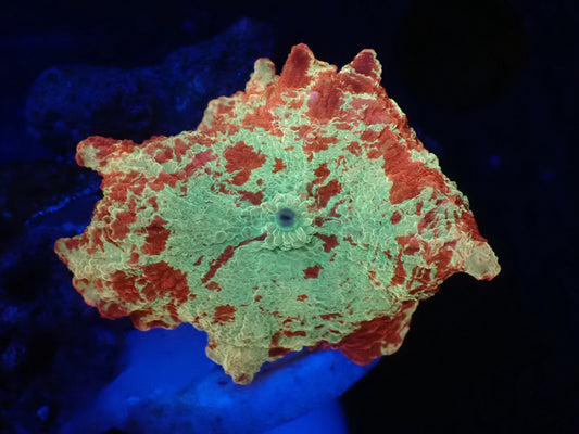 Jawbreaker Mushroom　07