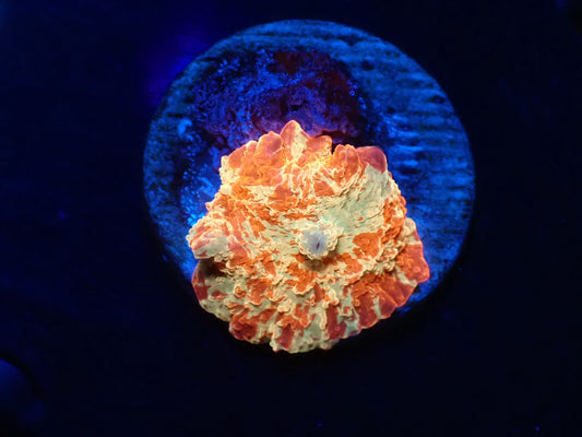 Jawbreaker Mushroom　01
