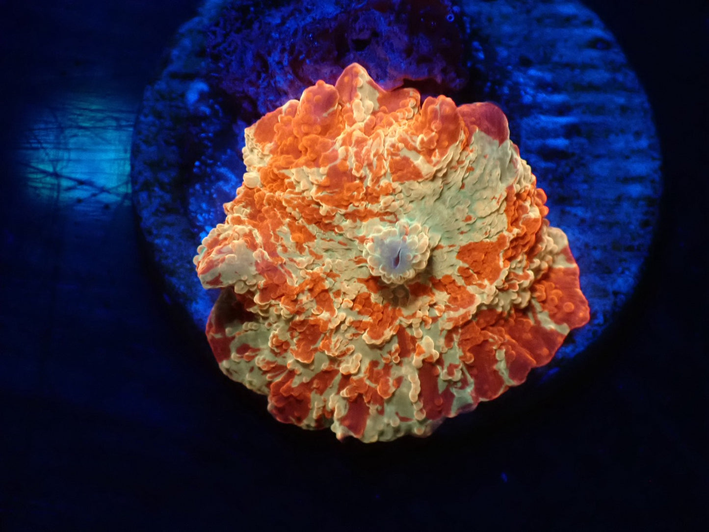 Jawbreaker Mushroom　01